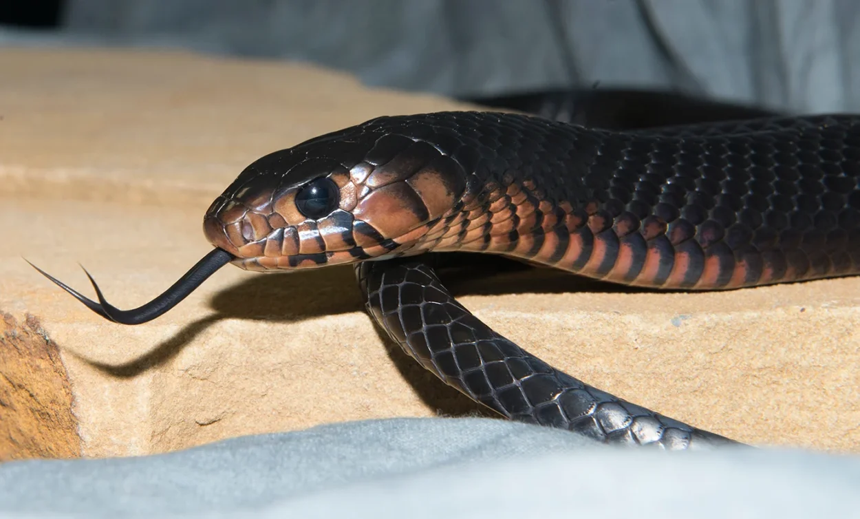 snake symbolism in cultures around the world